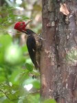 Bird Lover's Morning - Woodpecker
