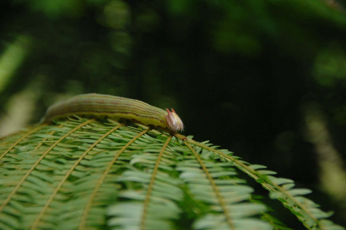 Nocturno Montezuma Night Hike - JC's Journeys - Costa Rica