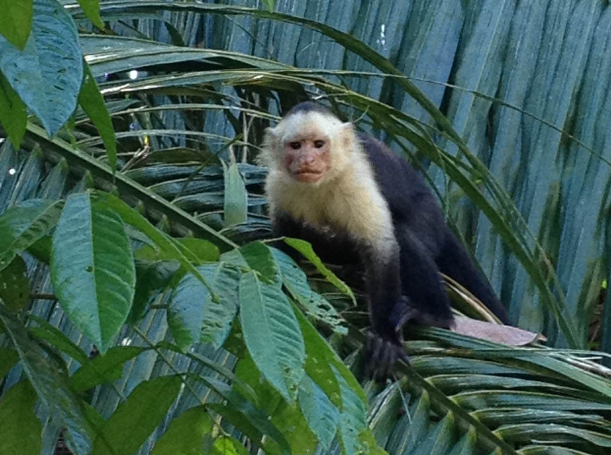 Curu Nature Escape - JC's Journeys - Costa Rica