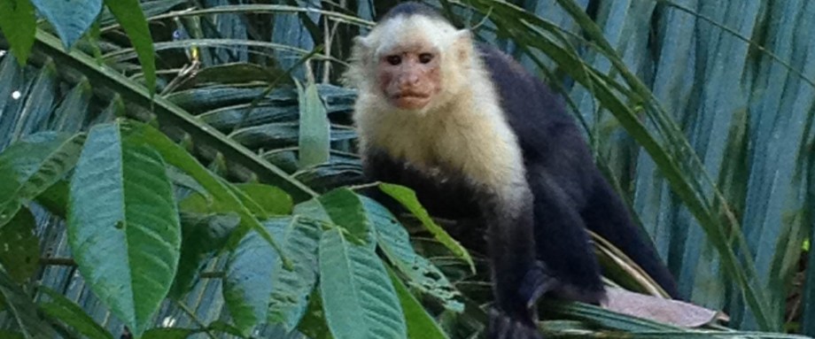 Curu Nature Escape - JC's Journeys - Costa Rica