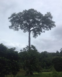 Cable Tree Rancho Quemado
