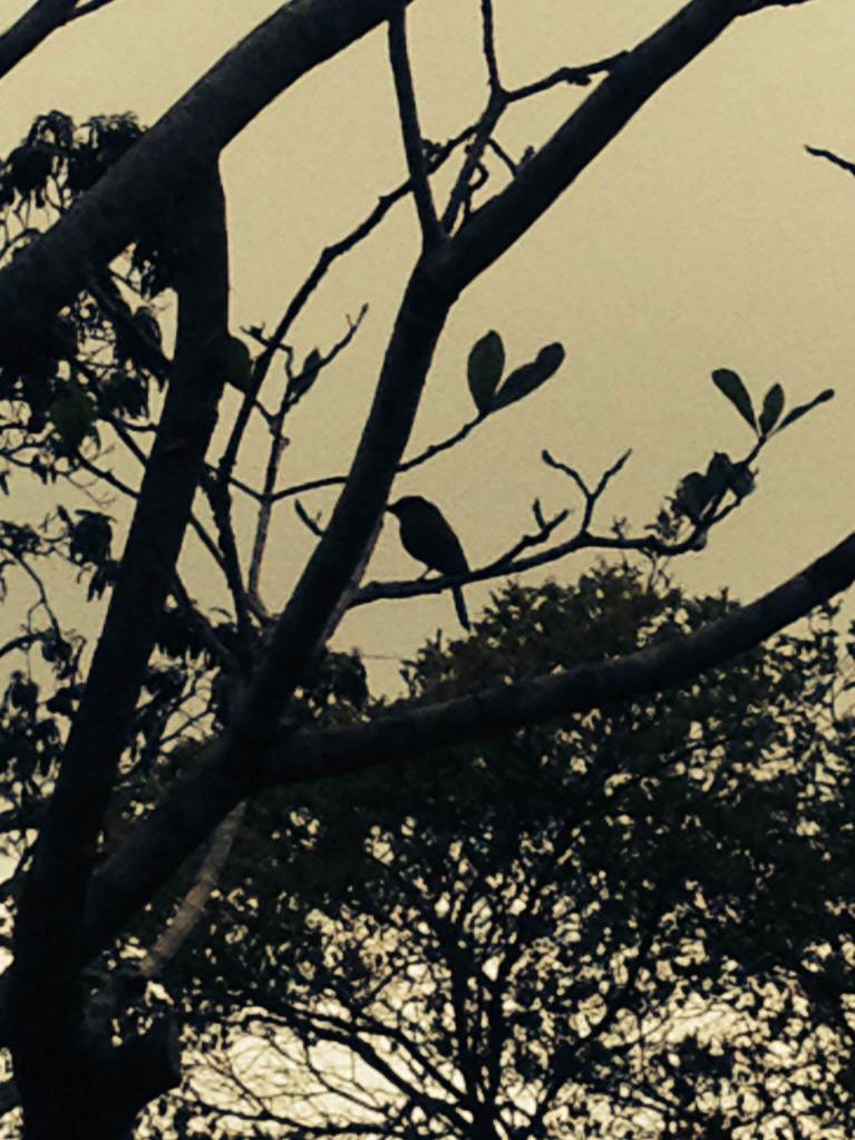 Nocturno Montezuma Night Hike - Bird