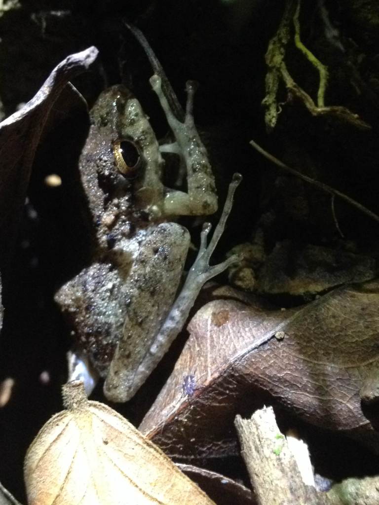Nocturno Montezuma Night Hike - Frog