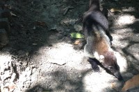 Cabo Blanco & Local Insight - JC's Journeys