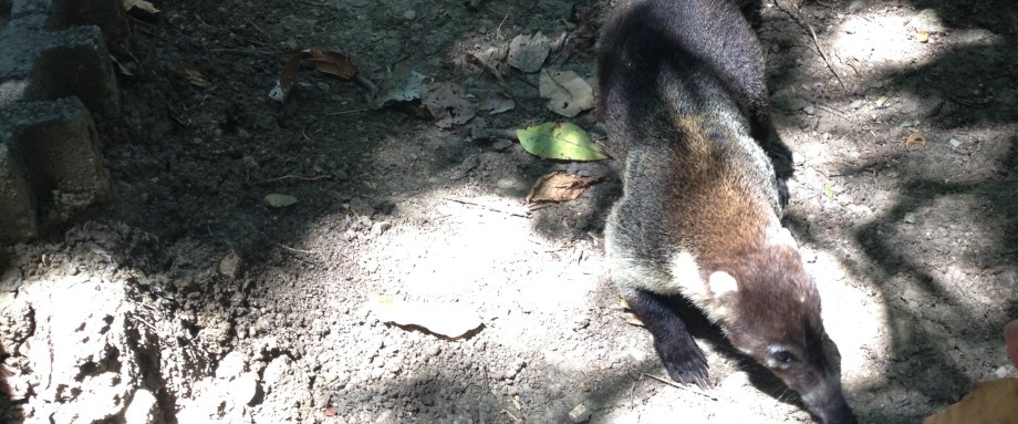 Cabo Blanco & Local Insight - JC's Journeys