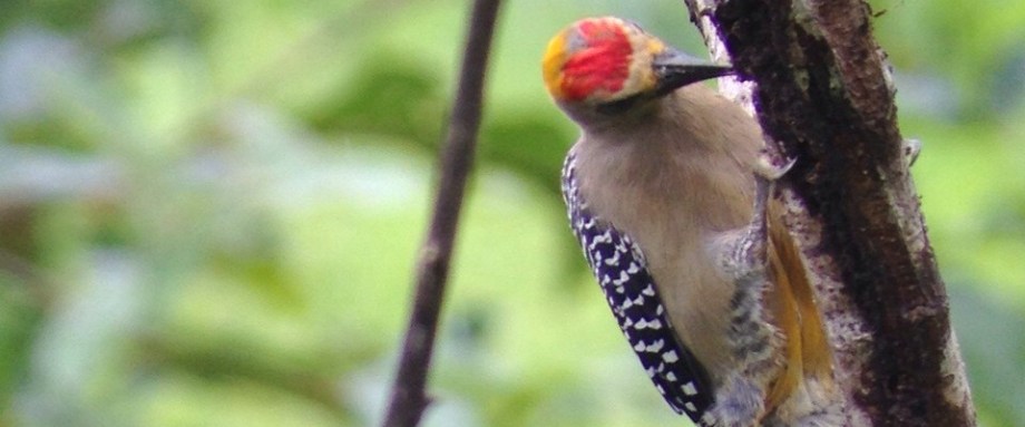 Birding in Montezuma Costa Rica - JC's Journeys