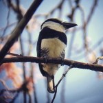 Bird Lover's Morning - Montezuma - Bird Sightings